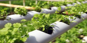 فراهم شدن فعالیت ۳۰ شرکت دانش‌ بنیان در پردیس فناوری کشاورزی قم