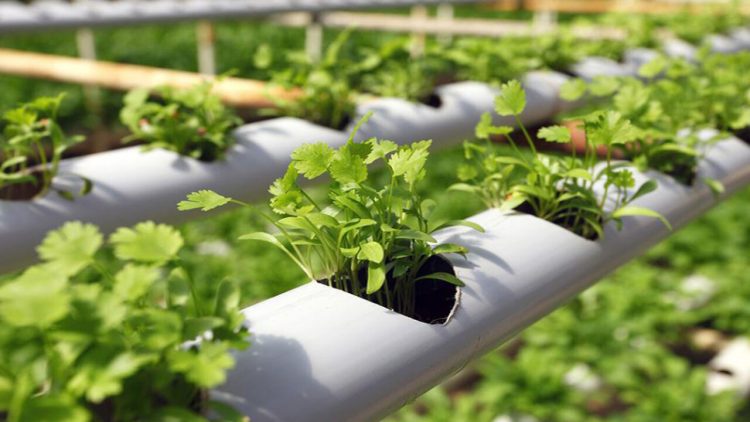 فراهم شدن فعالیت ۳۰ شرکت دانش‌ بنیان در پردیس فناوری کشاورزی قم