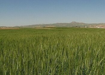 ابرپروژه دیمزارها تا ۵ سال دیگر تمدید شود