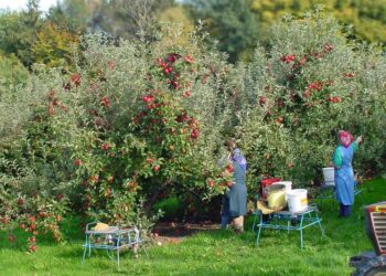 کشت دیم به حفظ ارزش‌های خاک و جلوگیری از فرسایش کمک می‌کند