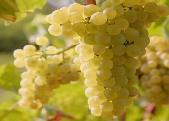 ۲۶ میلیون تن محصول باغی در کشور تولید می‌شود