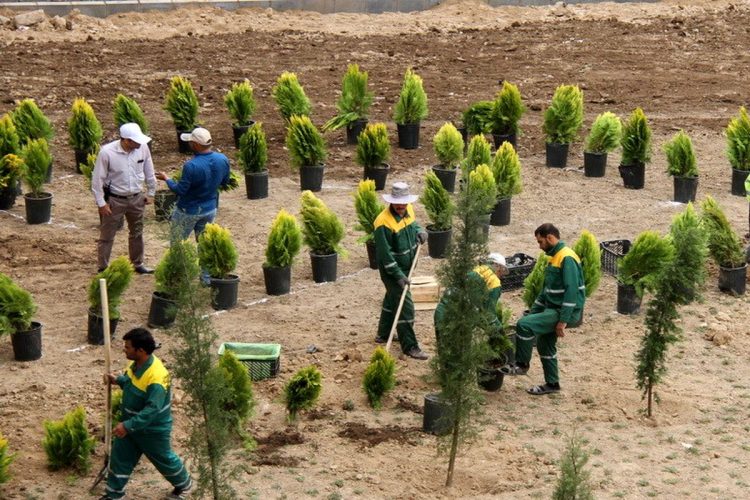 جنگل کاری شهری؛ تلاشی برای بازگرداندن نفس به پایتخت